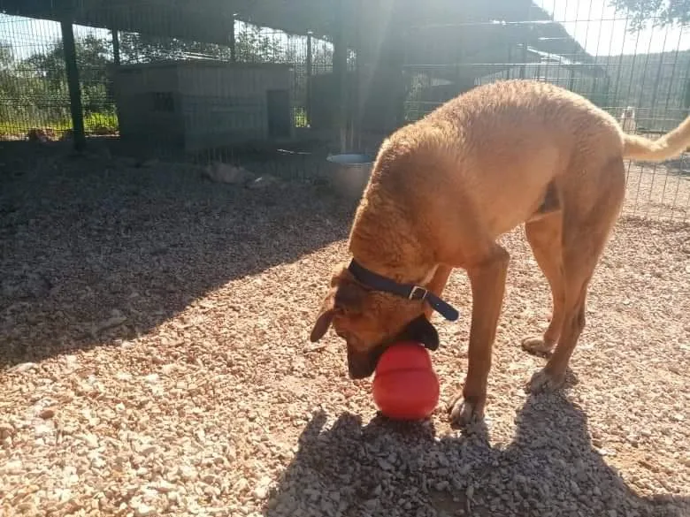 Komo trying to figure out Kong Wobbler