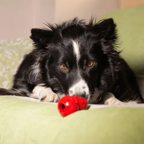 Kong chew toys for dogs are another important crate training tool