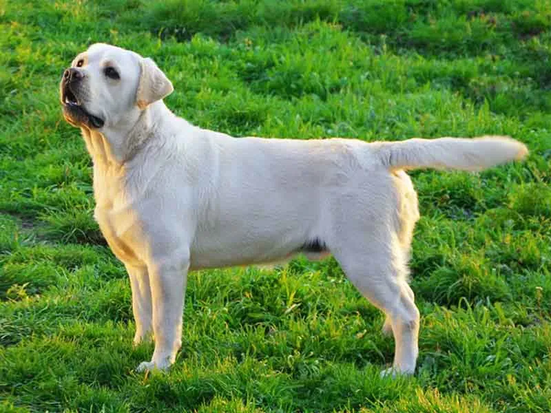 Labrador Retriever playing fetch in a park