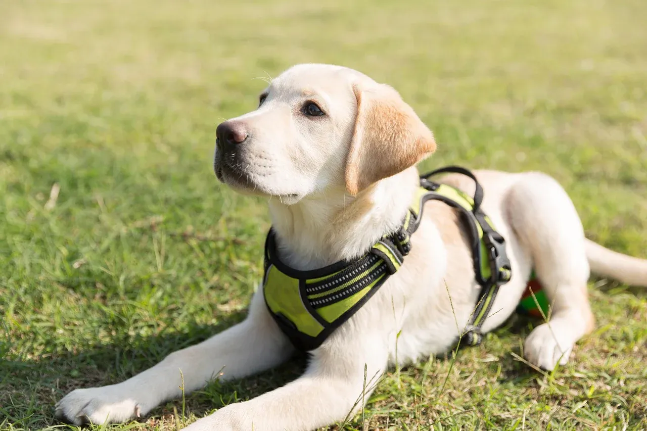 Labrador Retriever puppy playing outdoors