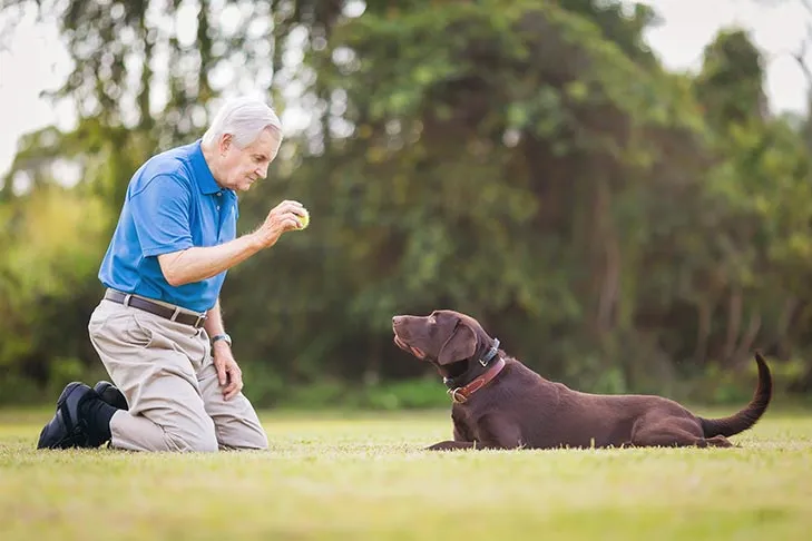 Labrador Retriever ready to catch a tennis ball thrown by a senior man