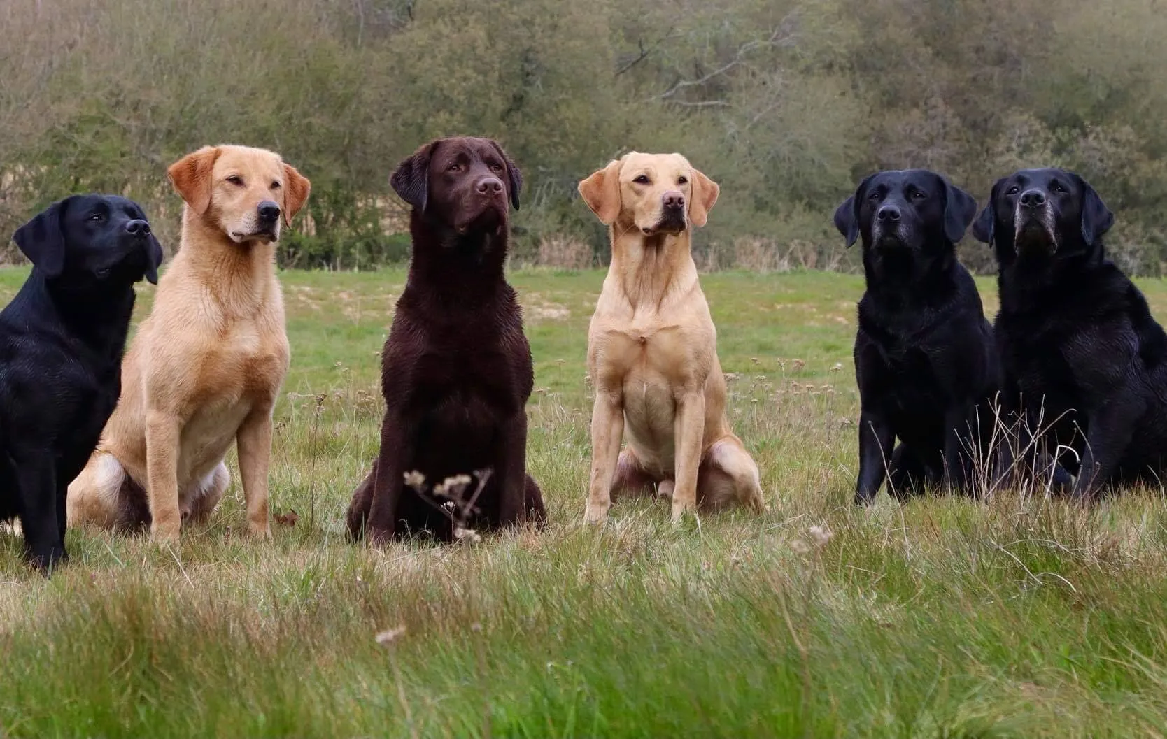 Labrador Retriever showing working line physical traits in action