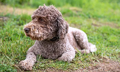 Lagotto Romagnolo