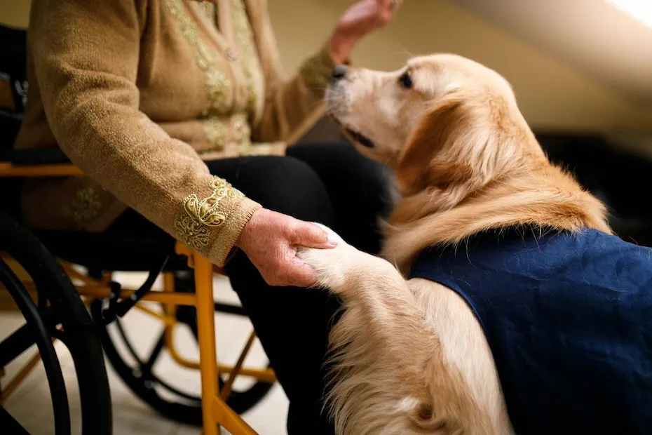 Large service dog standing attentively next to a woman in a wheelchair