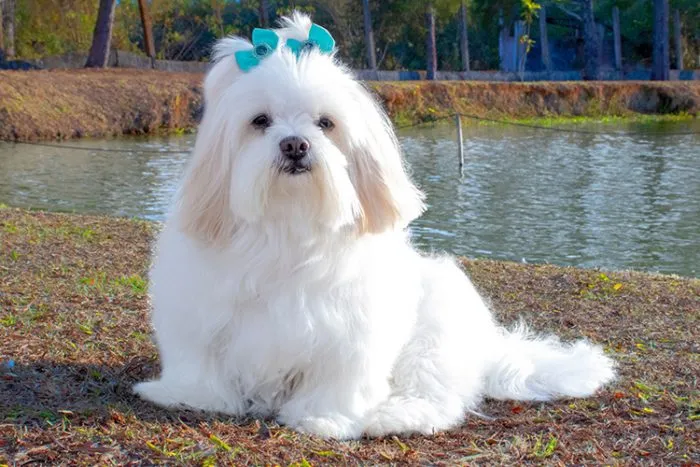 Lhasa Apso with flowing fur demonstrating watchful psychiatric service traits