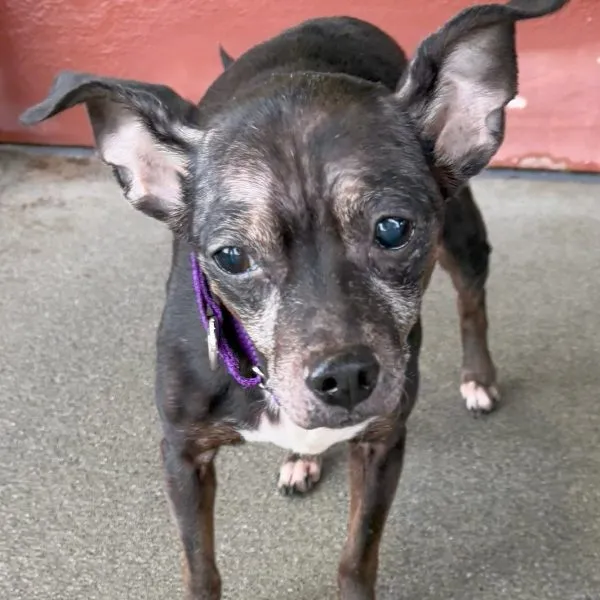 Lilly, senior dog who loves people and sharing your bed, seeking permanent ODH foster home