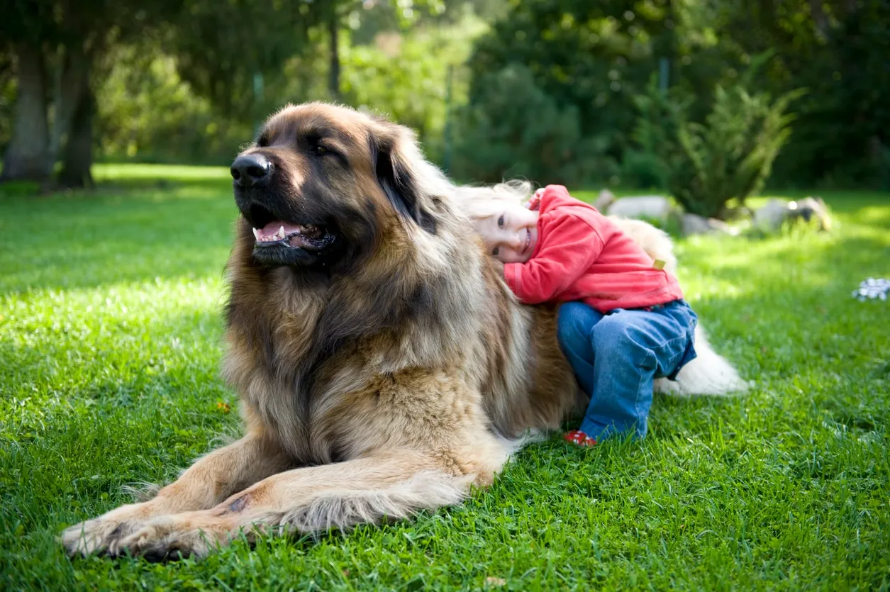 Little boy hugging a big Leonberger dog.