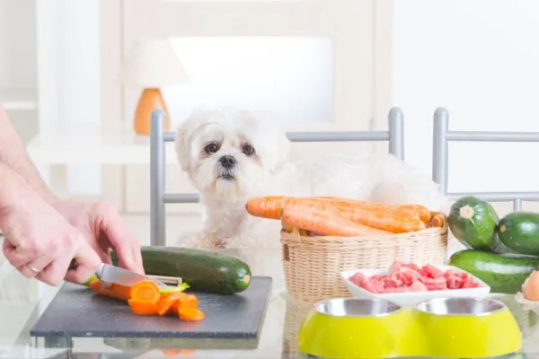 Little white dog sitting at the table while owner cuts up vegetables including carrots