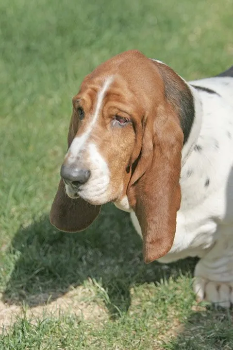 Logo for the BHCA Foundation, featuring a Basset Hound profile