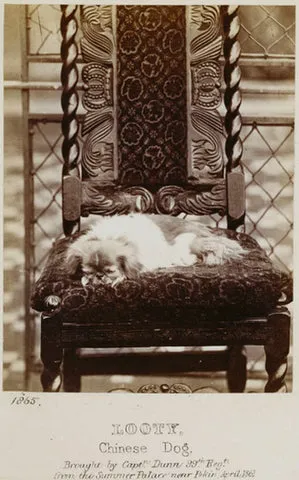 "Looty the Pekingese" painted in 1865, symbolizing the breed's shift from Chinese imperial courts to British royalty