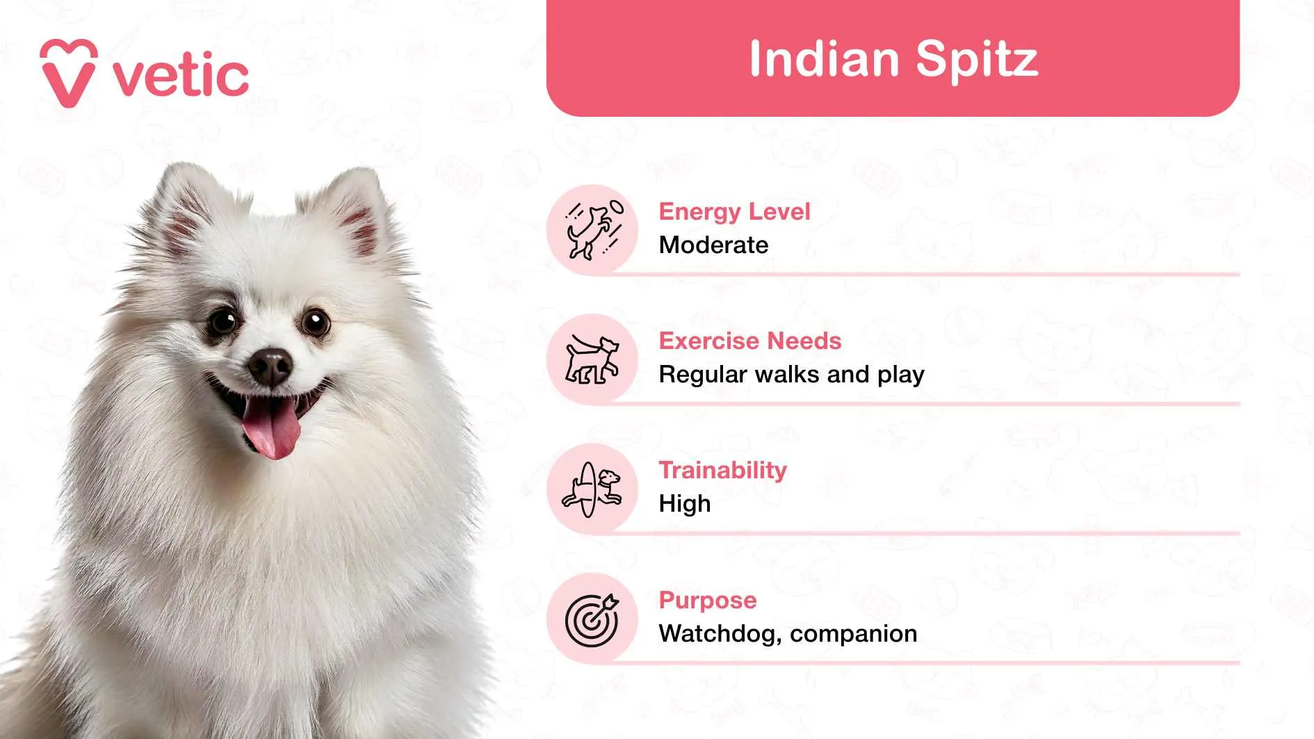 Loyal and playful Indian Spitz, a popular family and kid-friendly dog breed in India