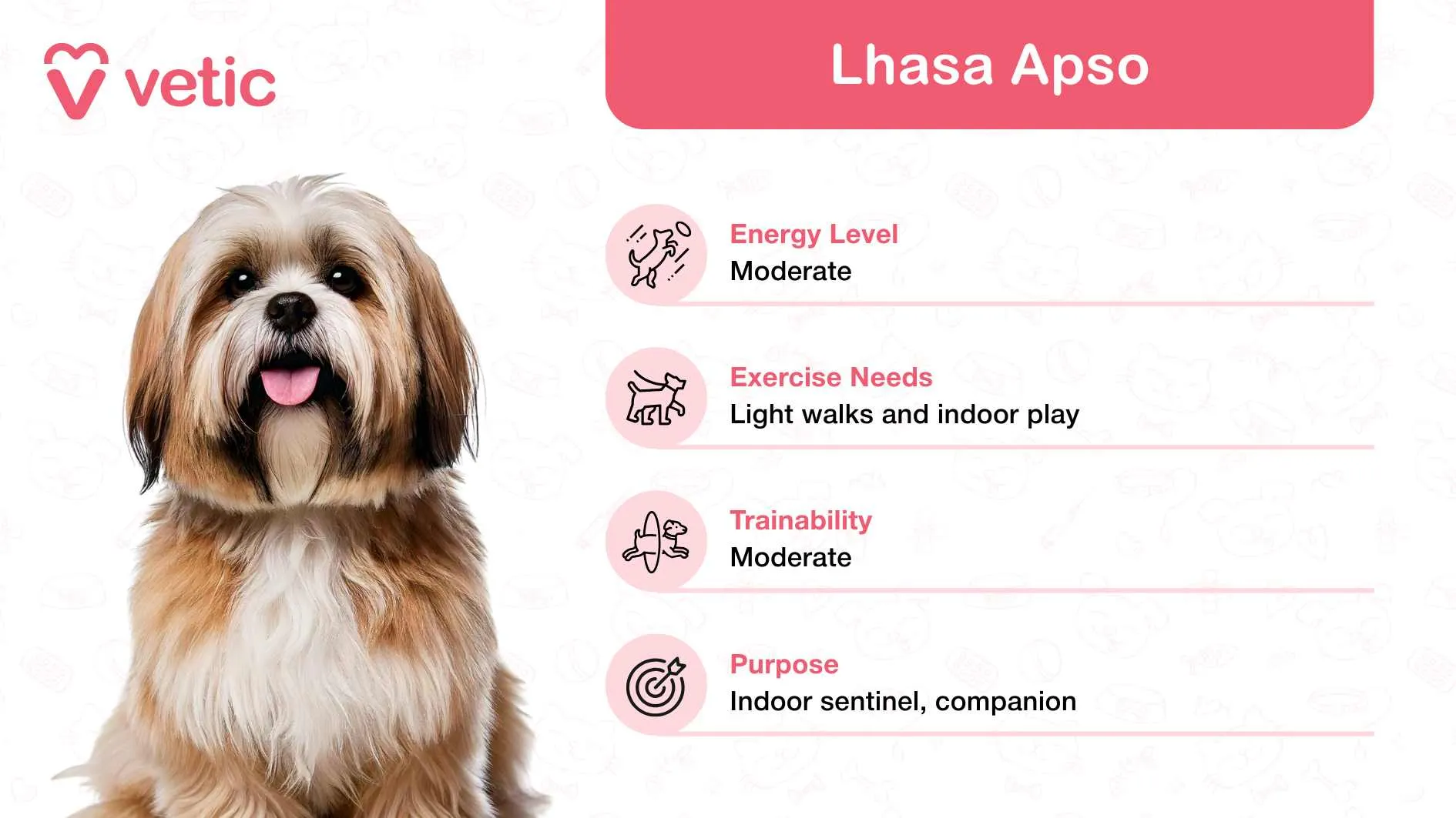 Loyal Lhasa Apso with flowing coat, a watchful family dog in India