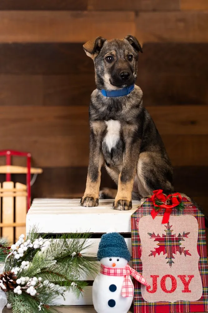 LuLu, 15-week-old German Shepherd Mix female puppy
