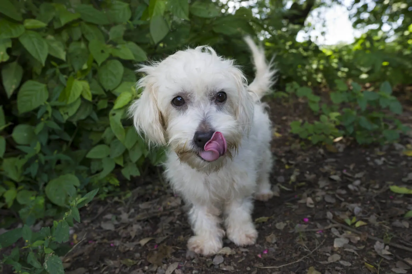 Maltese