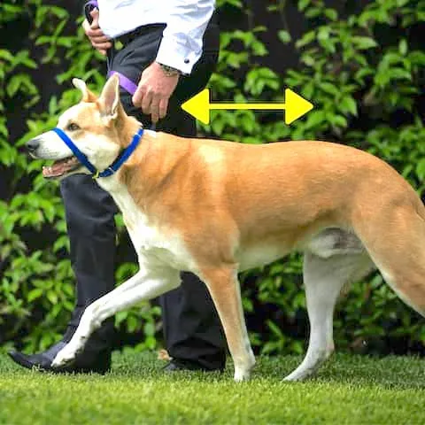 Man walking dog on a head halter showing the correct