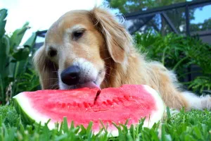 Mango and watermelon treats for dogs.