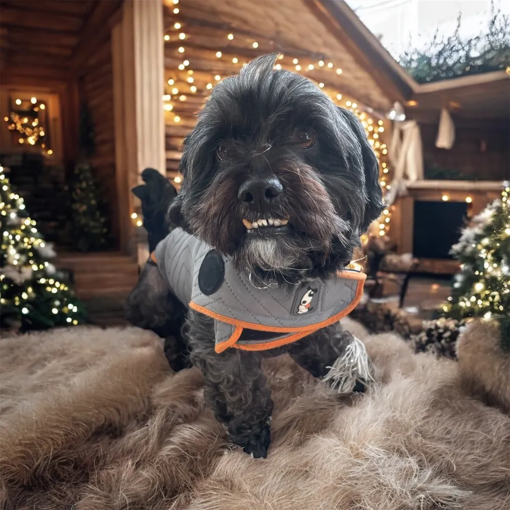 Marvelous Max, true sweetheart senior dog ready for adoption