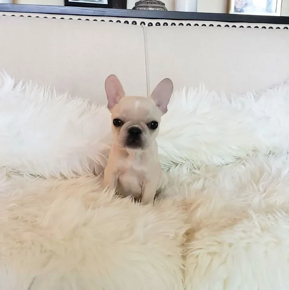 Mature pocket French Bulldog showcasing breed standard