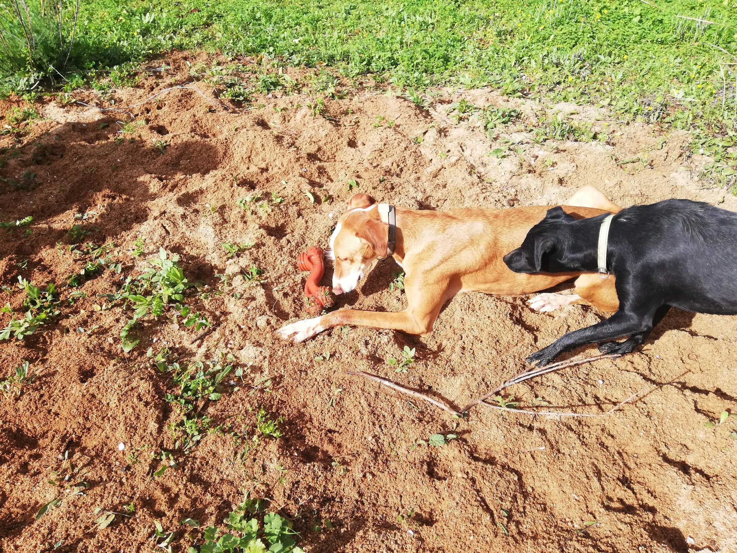 Max trying to steal Nylabone from Maya during play