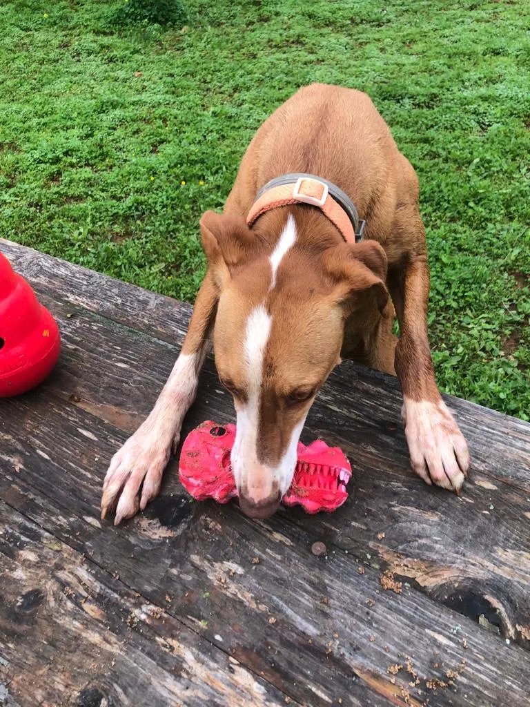Maya with Hetoo toy from WhatsApp image