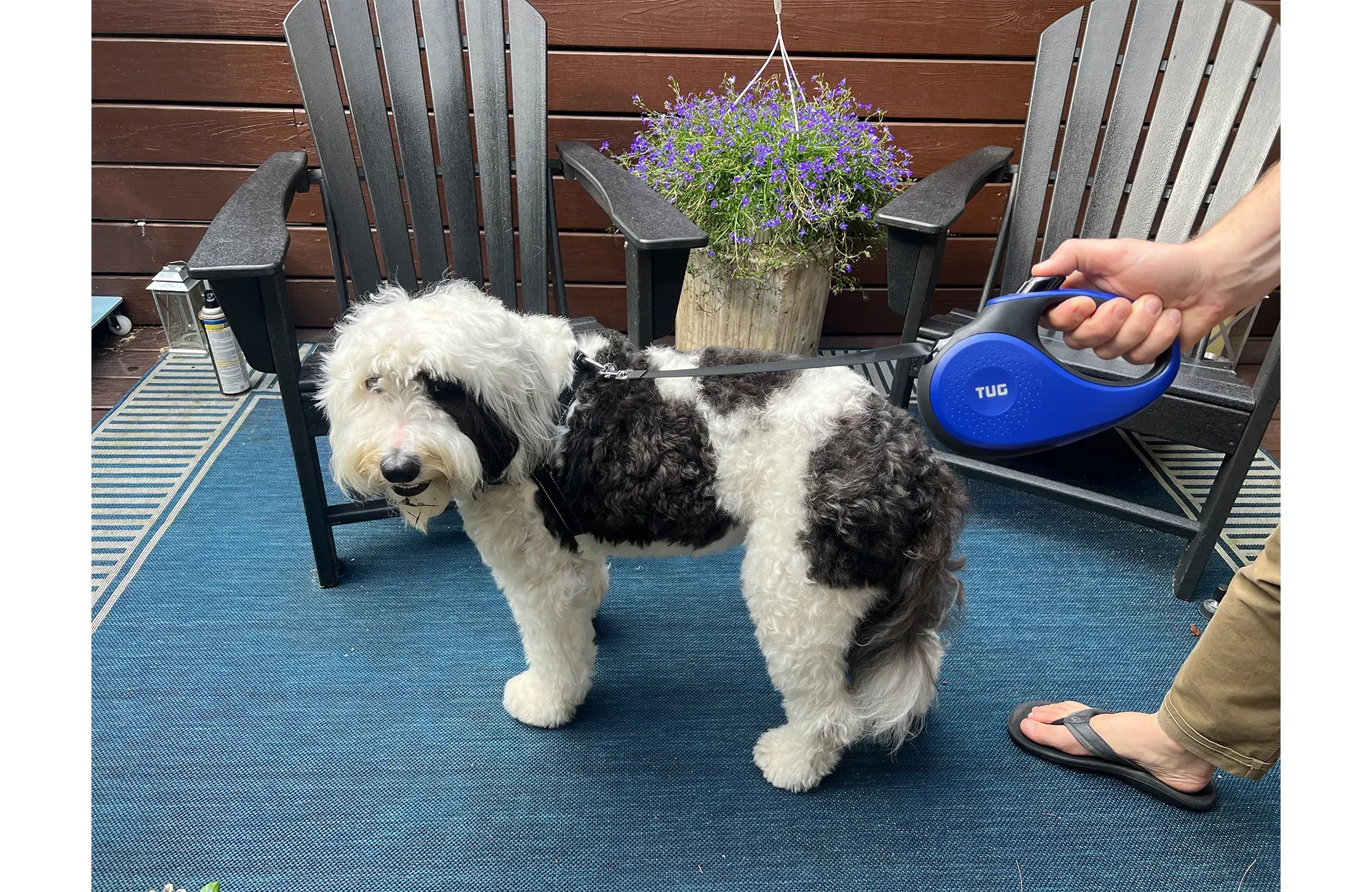 Mini Sheepadoodle dog named Lucy wearing a leash and harness from Chewy