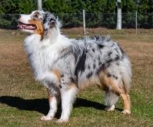 Miniature Australian Shepherd with striking blue merle coat and bright eyes.