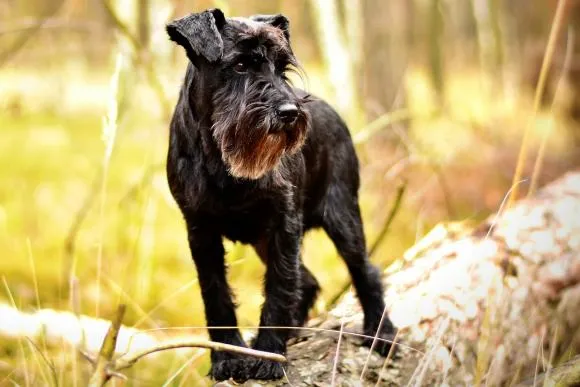 Miniature Schnauzer alert