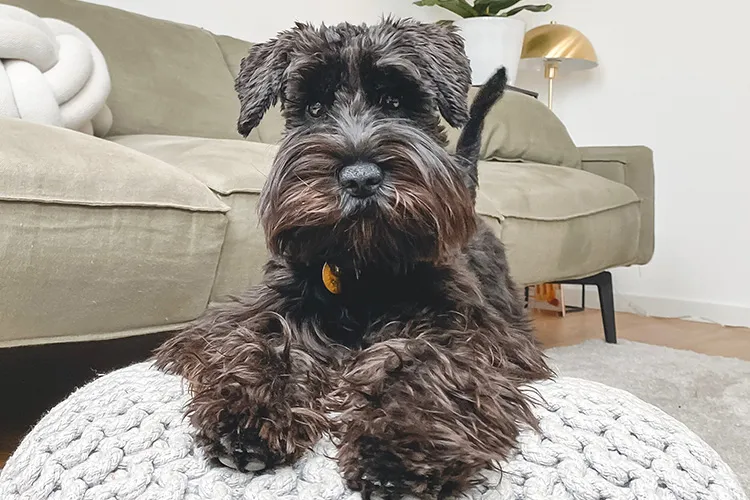 Miniature Schnauzer service dog capabilities