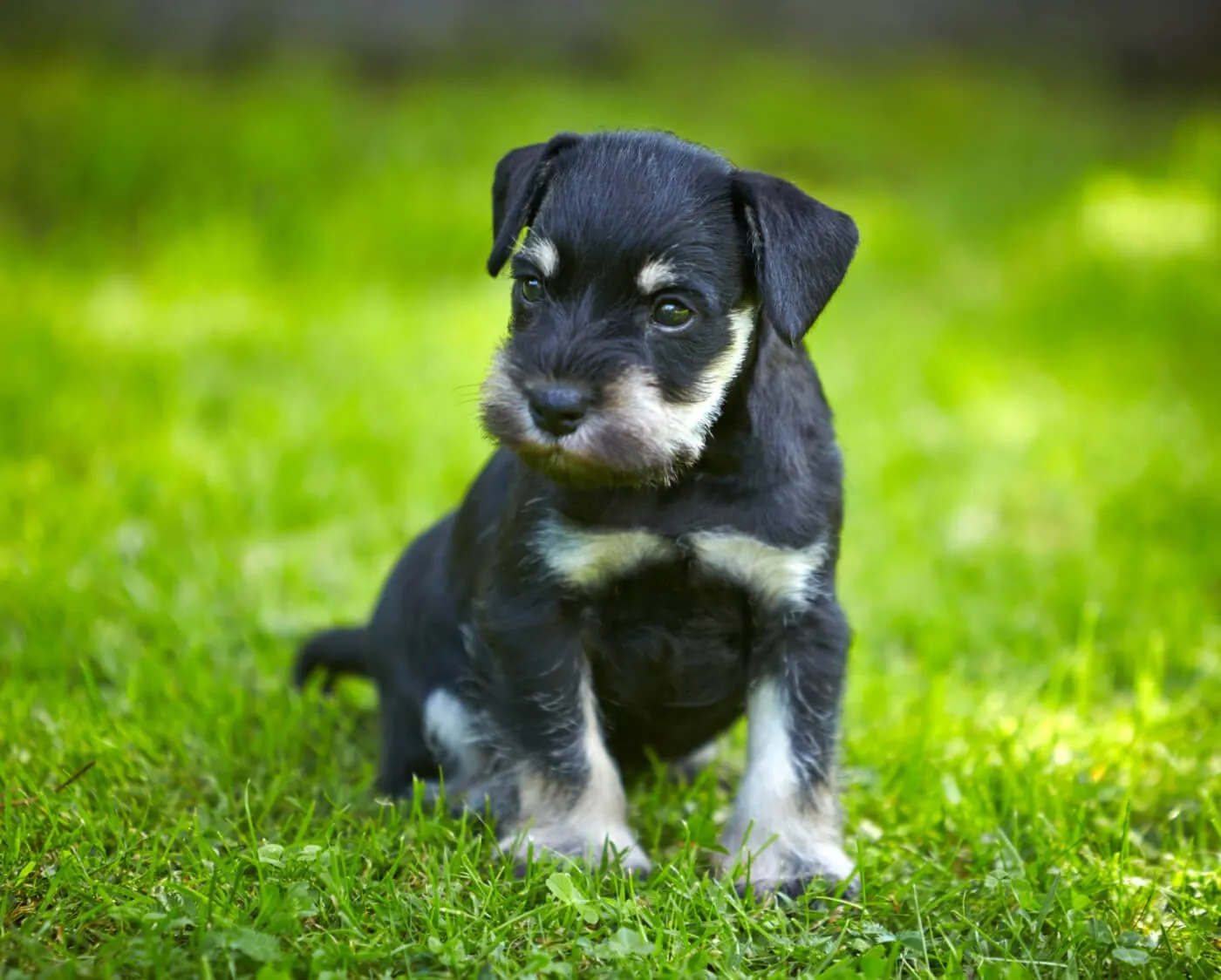 Miniature Schnauzer