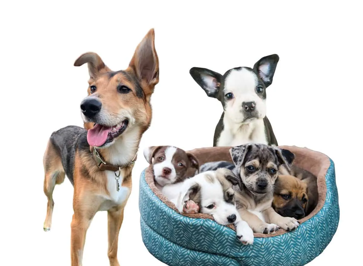 Mixed breed puppies including a Shollie, Terrier mix, and Frenchton