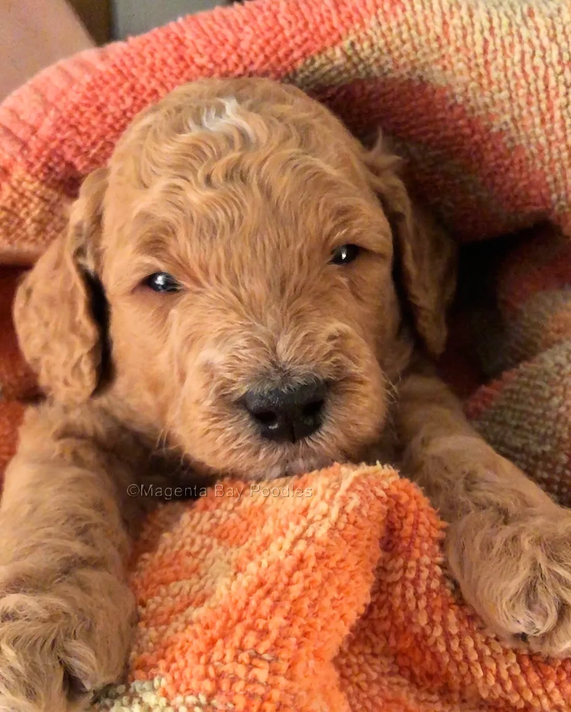 Moyen poodle puppy apricot at 3 weeks old