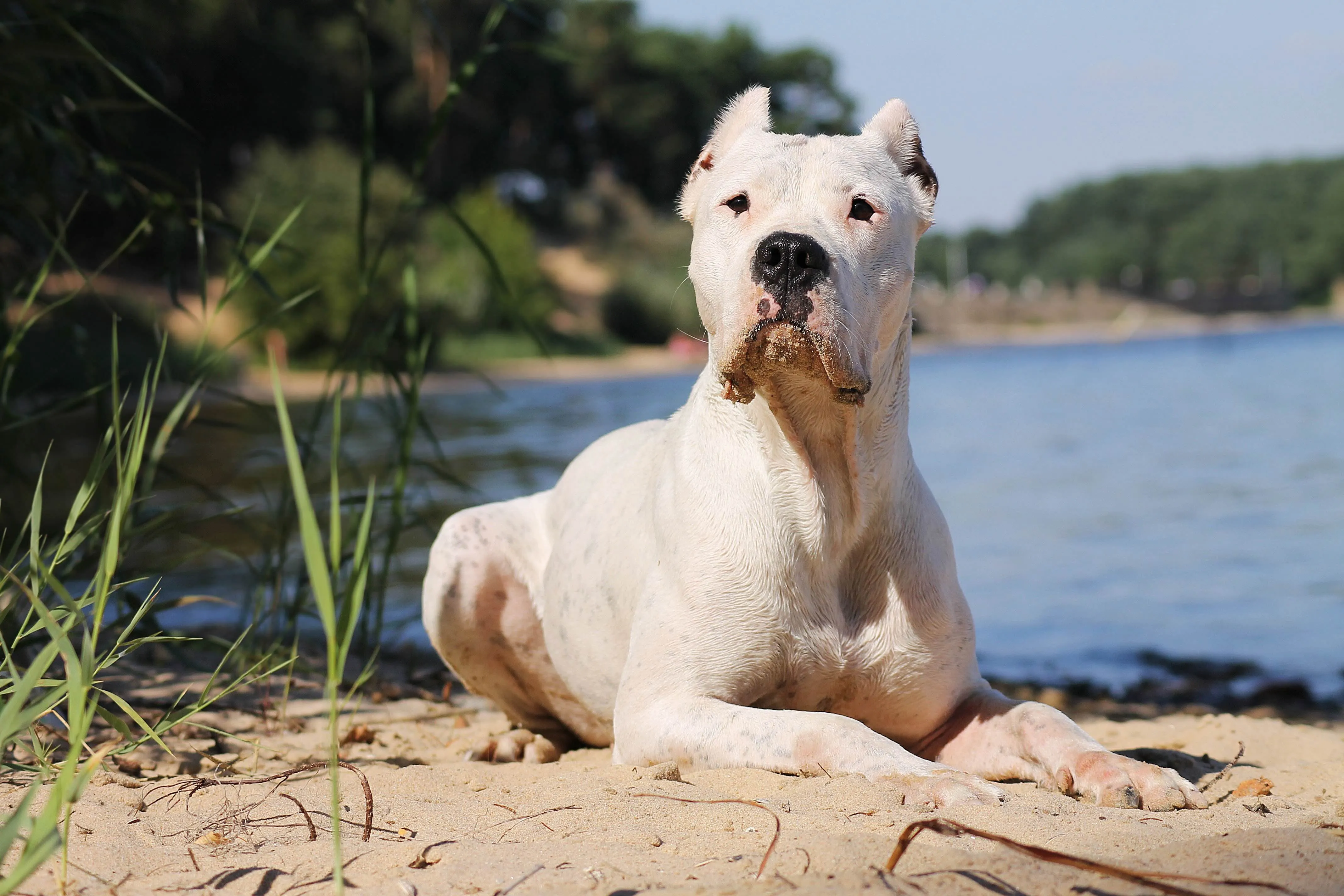 Muscular white Dogo Argentino dog lying on a rock near a body of water
