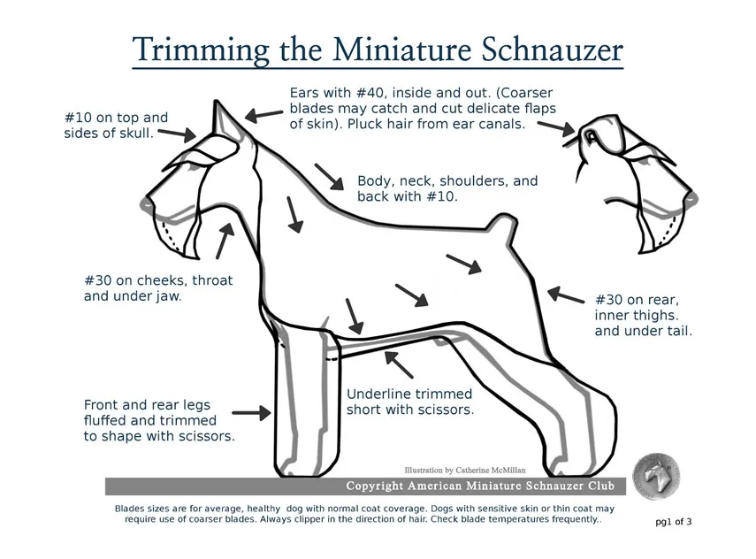 Neatly trimmed legs on Schnauzer