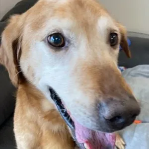 Nelson, an affectionate 10-year-old Golden mix for adoption