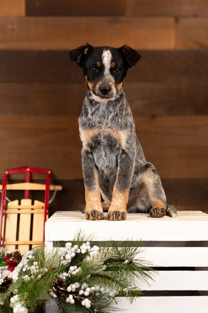 Nick, sweet 14-week-old Australian Shepherd Heeler Mix puppy for adoption