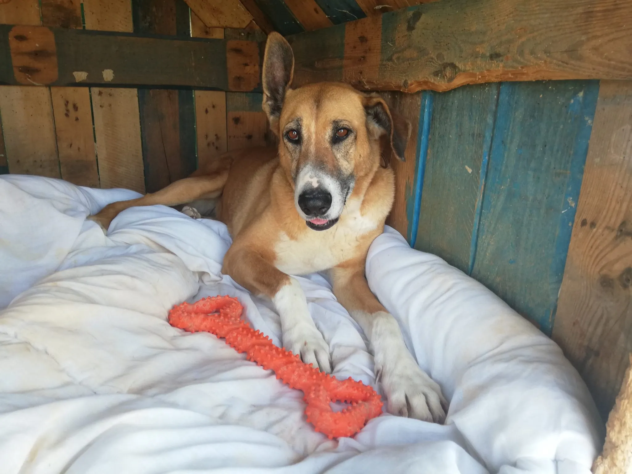 Nora and orange bone