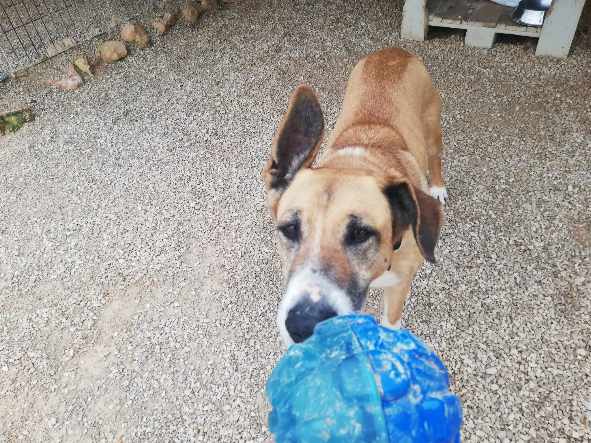 Nora with Kong Rewards Ball