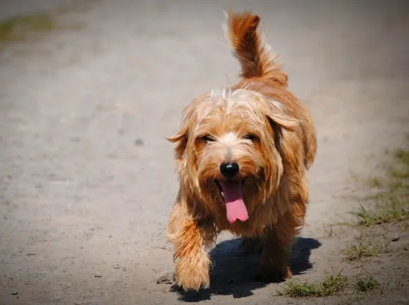 Norfolk Terrier in action