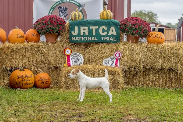 Northgate Brennan, the 2021 JRTCA Reserve National Puppy Champion