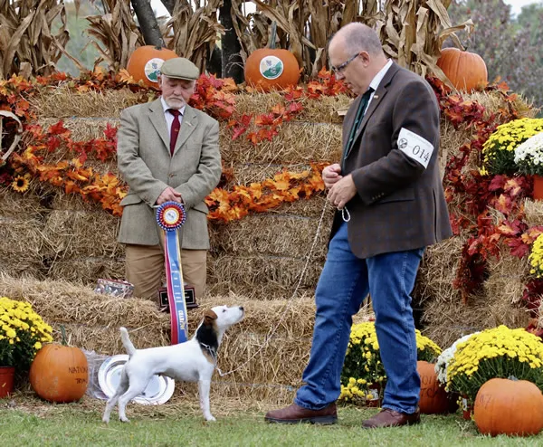Northgate Kennedy, a three-time JRTCA National Working Terrier Champion