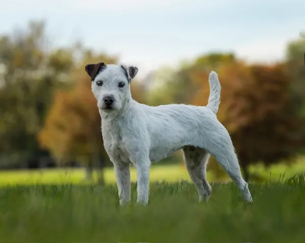 Northgate Sloane, a JRTCA National Best Open Bitch and Best Open Terrier