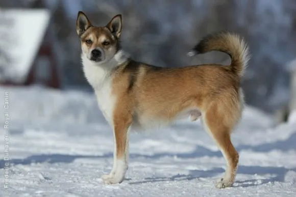 Norwegian Lundehund climber