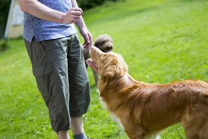Nova Scotia Duck Tolling Retriever being trained in the park