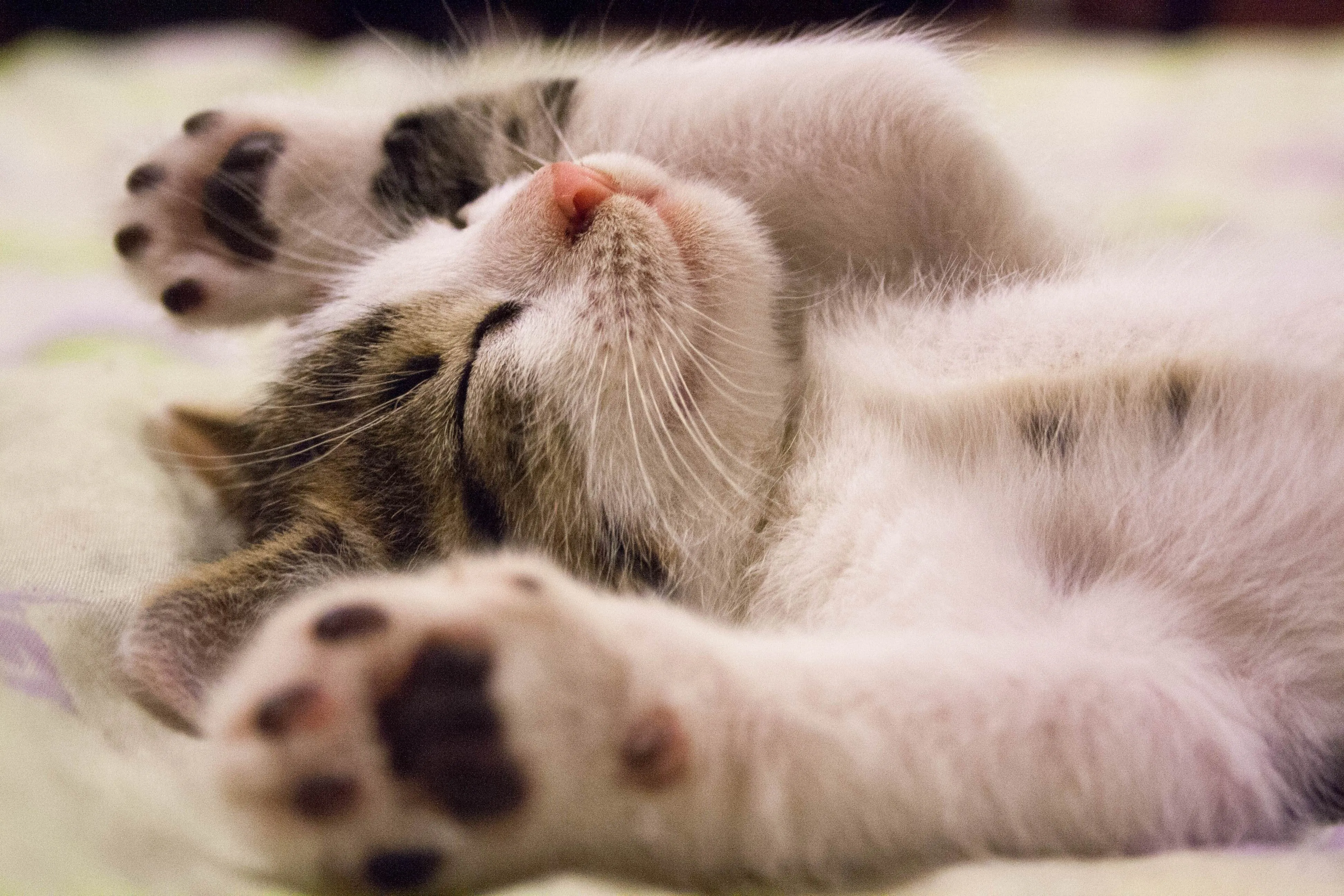 Obsessed cat sitter enjoying playtime with adorable feline