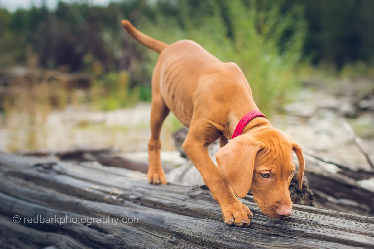 Offleash Bourbon as a puppy