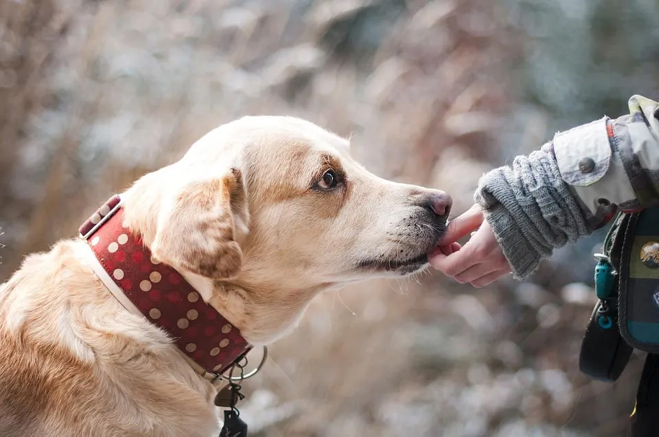 Older dog being given a treat