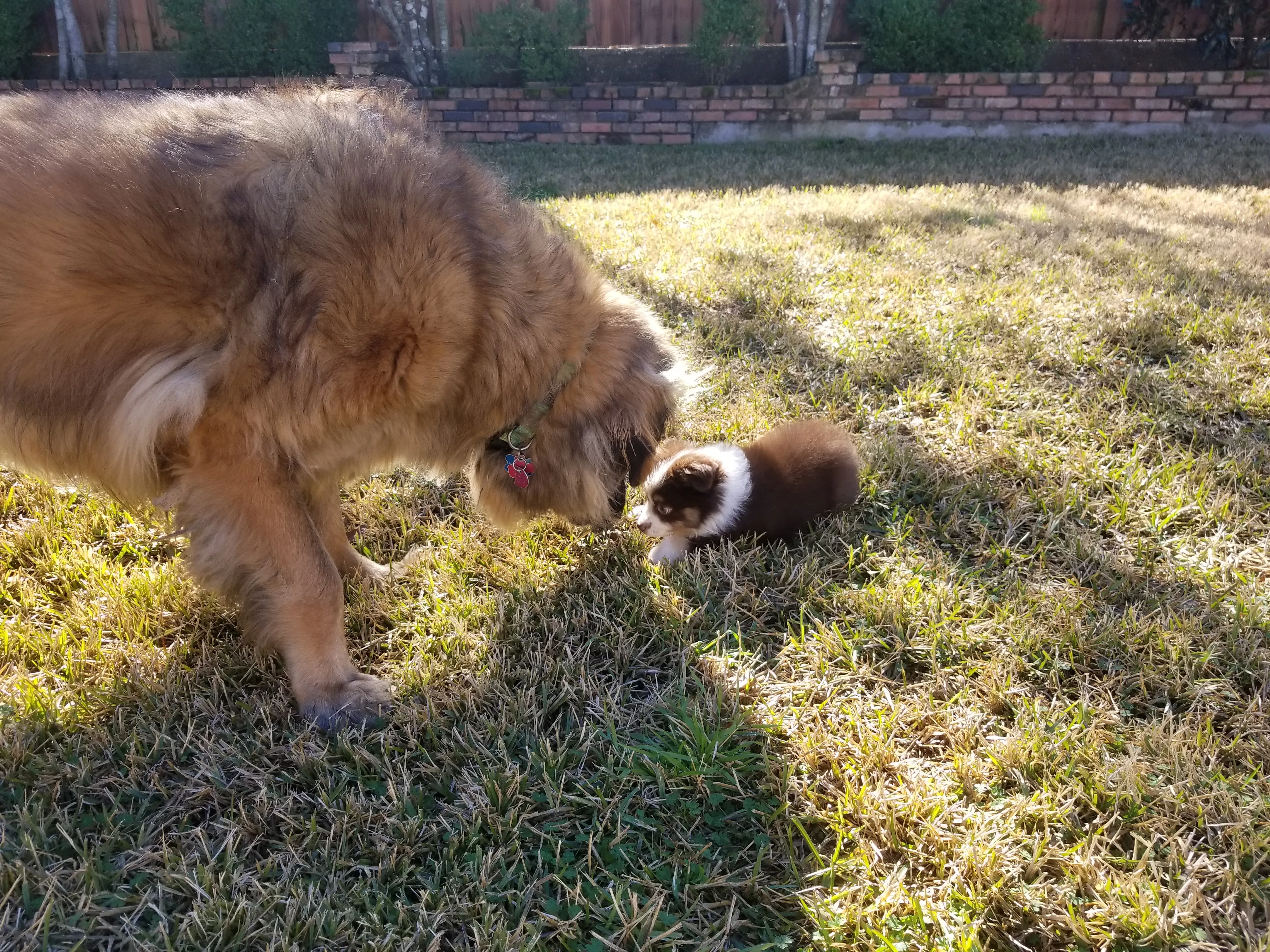 On the left there is a big Leonberger dog bending his head down to sniff a small mini-Australian Shepherd lying on the grass.