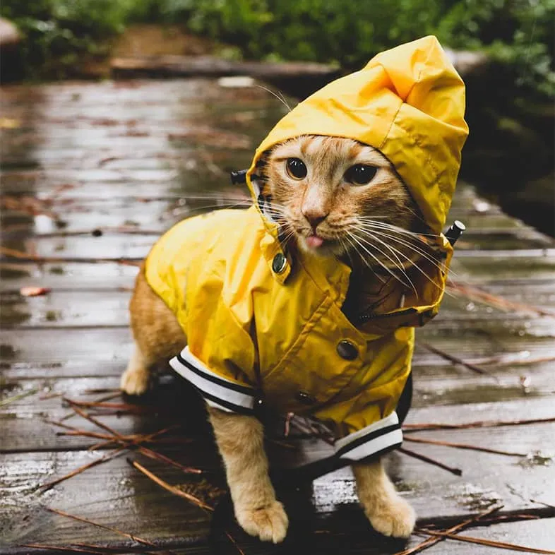 Orange tabby cat wearing yellow rain poncho standing on wooden deck in rainy forest