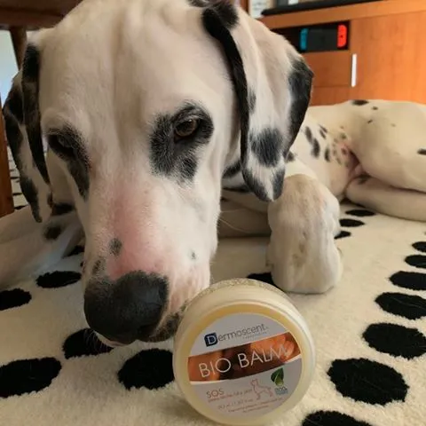 Oréo and Loca, two happy dogs with healthy paws thanks to consistent care