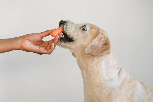 Owner giving her dog a carrot